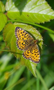 Preview wallpaper butterfly, insect, wings, leaf, macro