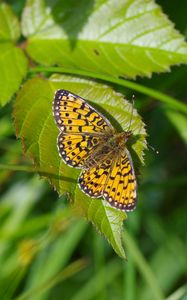 Preview wallpaper butterfly, insect, wings, leaf, macro