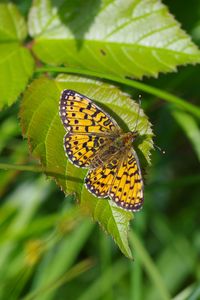 Preview wallpaper butterfly, insect, wings, leaf, macro