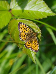 Preview wallpaper butterfly, insect, wings, leaf, macro