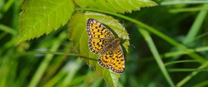 Preview wallpaper butterfly, insect, wings, leaf, macro