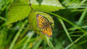 Preview wallpaper butterfly, insect, wings, leaf, macro