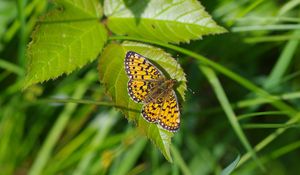Preview wallpaper butterfly, insect, wings, leaf, macro
