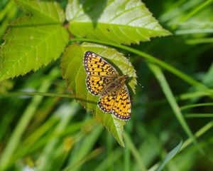 Preview wallpaper butterfly, insect, wings, leaf, macro