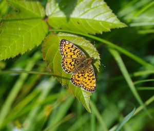 Preview wallpaper butterfly, insect, wings, leaf, macro