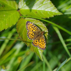 Preview wallpaper butterfly, insect, wings, leaf, macro