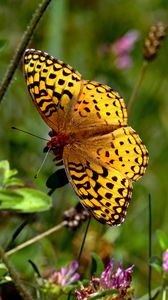 Preview wallpaper butterfly, insect, wings, brown, macro