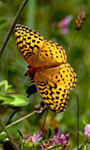 Preview wallpaper butterfly, insect, wings, brown, macro