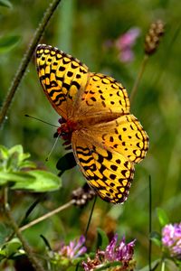 Preview wallpaper butterfly, insect, wings, brown, macro