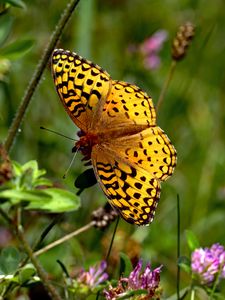Preview wallpaper butterfly, insect, wings, brown, macro