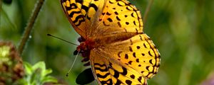 Preview wallpaper butterfly, insect, wings, brown, macro