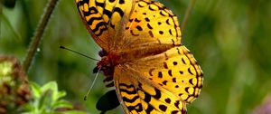 Preview wallpaper butterfly, insect, wings, brown, macro