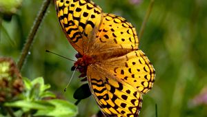 Preview wallpaper butterfly, insect, wings, brown, macro