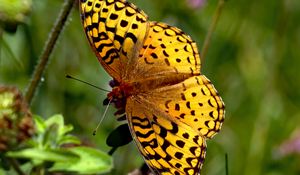 Preview wallpaper butterfly, insect, wings, brown, macro