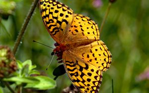 Preview wallpaper butterfly, insect, wings, brown, macro