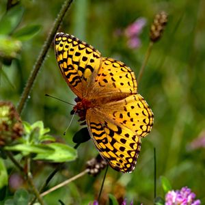 Preview wallpaper butterfly, insect, wings, brown, macro