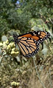 Preview wallpaper butterfly, insect, wings, plant, macro