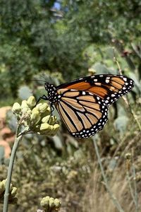 Preview wallpaper butterfly, insect, wings, plant, macro