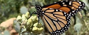 Preview wallpaper butterfly, insect, wings, plant, macro