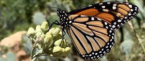 Preview wallpaper butterfly, insect, wings, plant, macro