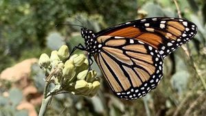 Preview wallpaper butterfly, insect, wings, plant, macro