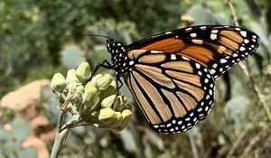 Preview wallpaper butterfly, insect, wings, plant, macro