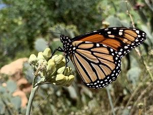 Preview wallpaper butterfly, insect, wings, plant, macro