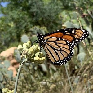 Preview wallpaper butterfly, insect, wings, plant, macro