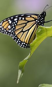 Preview wallpaper butterfly, insect, wings, leave, macro