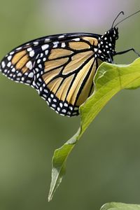 Preview wallpaper butterfly, insect, wings, leave, macro