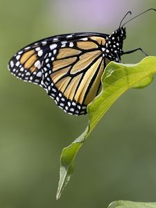 Preview wallpaper butterfly, insect, wings, leave, macro