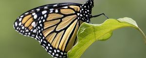 Preview wallpaper butterfly, insect, wings, leave, macro