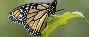 Preview wallpaper butterfly, insect, wings, leave, macro