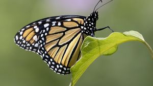 Preview wallpaper butterfly, insect, wings, leave, macro