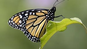 Preview wallpaper butterfly, insect, wings, leave, macro