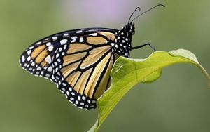 Preview wallpaper butterfly, insect, wings, leave, macro