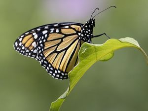 Preview wallpaper butterfly, insect, wings, leave, macro