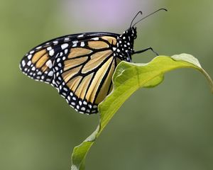 Preview wallpaper butterfly, insect, wings, leave, macro