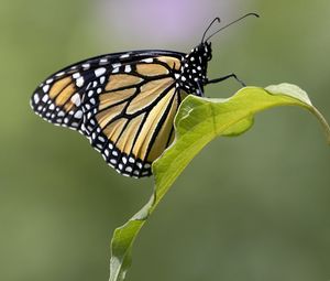 Preview wallpaper butterfly, insect, wings, leave, macro