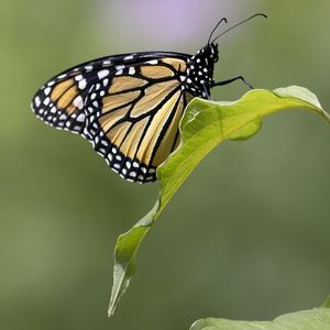 Preview wallpaper butterfly, insect, wings, leave, macro