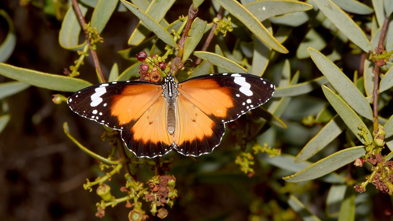 Wallpaper butterfly, insect, wings, branches, plant, macro