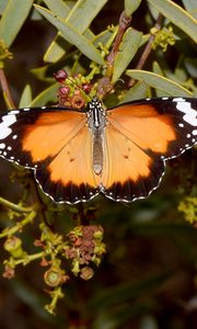 Preview wallpaper butterfly, insect, wings, branches, plant, macro