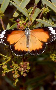 Preview wallpaper butterfly, insect, wings, branches, plant, macro