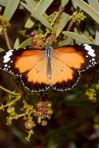 Preview wallpaper butterfly, insect, wings, branches, plant, macro