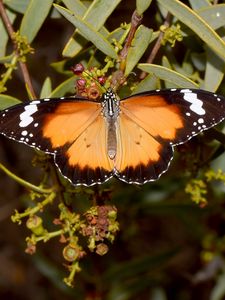 Preview wallpaper butterfly, insect, wings, branches, plant, macro