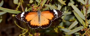 Preview wallpaper butterfly, insect, wings, branches, plant, macro