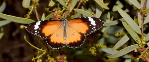 Preview wallpaper butterfly, insect, wings, branches, plant, macro