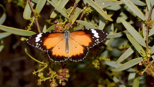 Preview wallpaper butterfly, insect, wings, branches, plant, macro