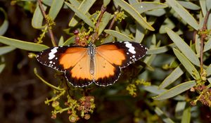 Preview wallpaper butterfly, insect, wings, branches, plant, macro