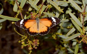 Preview wallpaper butterfly, insect, wings, branches, plant, macro